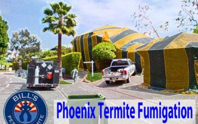 Best Fumigate Furniture Termites Phoenix Az Service