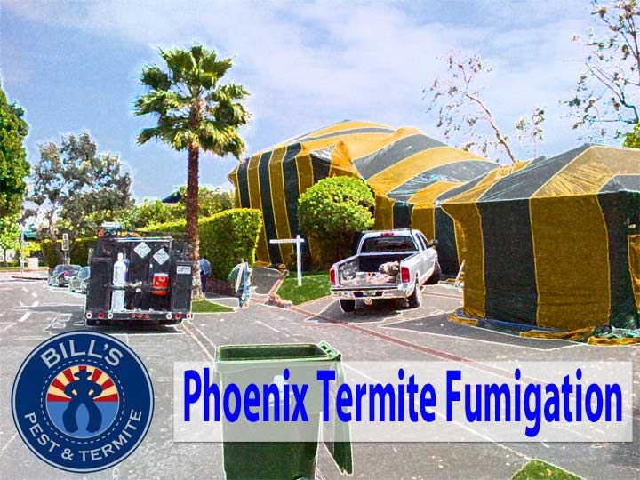 Termite Fumigation Phoenix Az | Phoenix Drywood Termite Fumigation