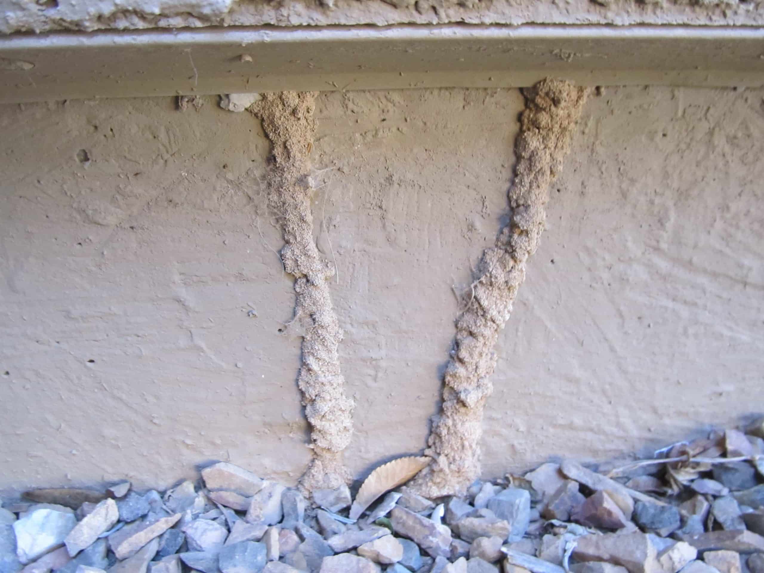 Signs of termites in Phoenix Arizona