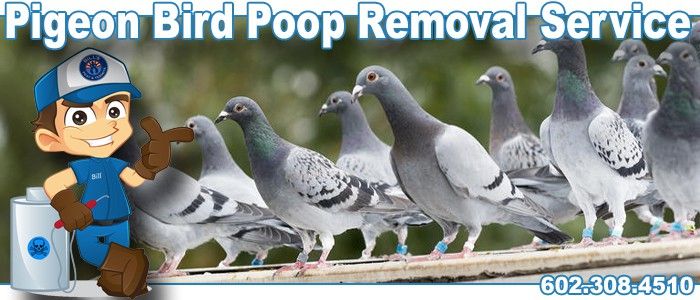 Pigeon Bird Poop Removal Service Phoenix Az