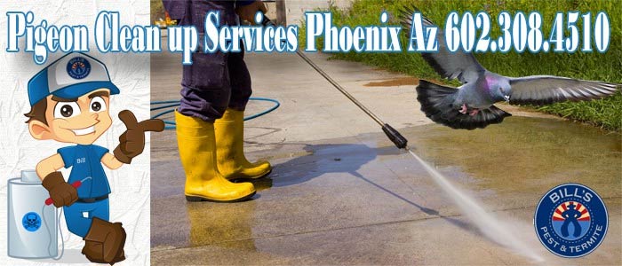 pigeon poop clean up and removal
