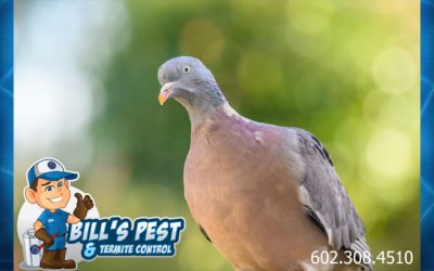 Pigeon Control Cost and Pigeon Removal Cost
