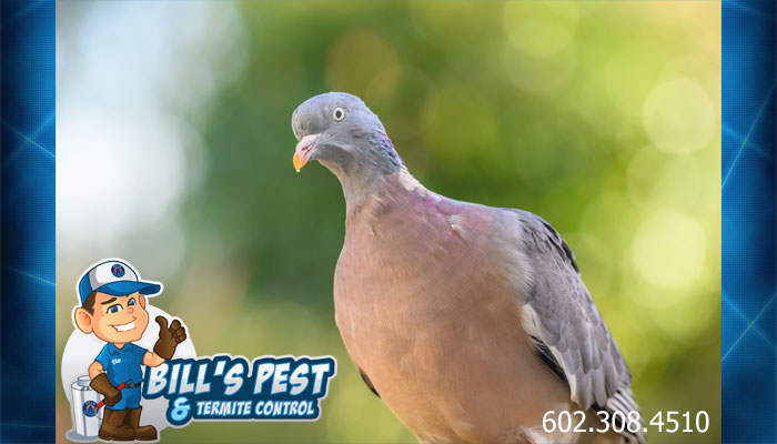 Pigeon Control Cost and Pigeon Removal Cost