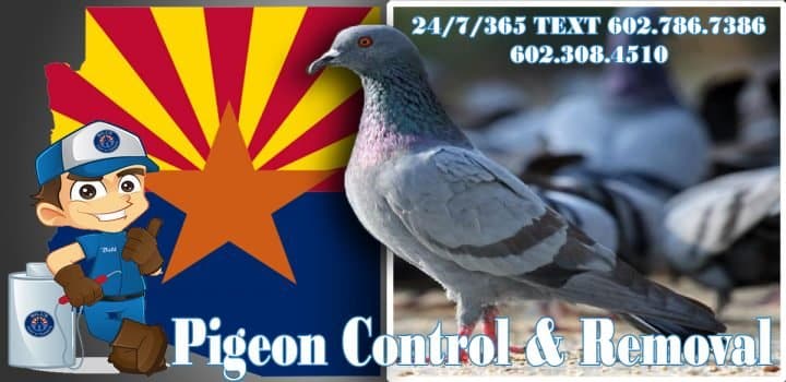 Best Pigeon Control Scottsdale Az and Pigeon Removal Exterminator