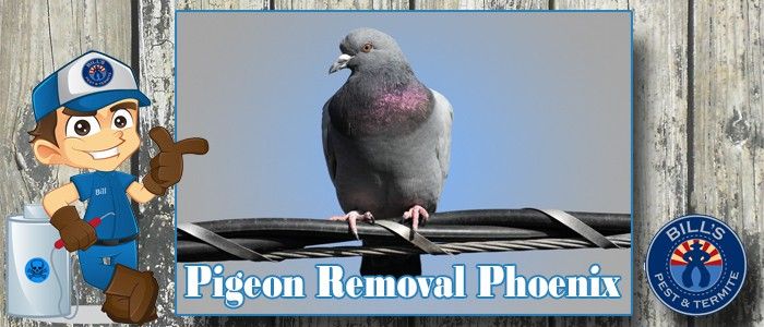 Best Arizona Pigeon Exterminator - Arizona Pigeon Removal