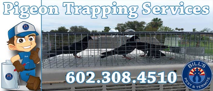 Professional Pigeon Trapping Tempe Az