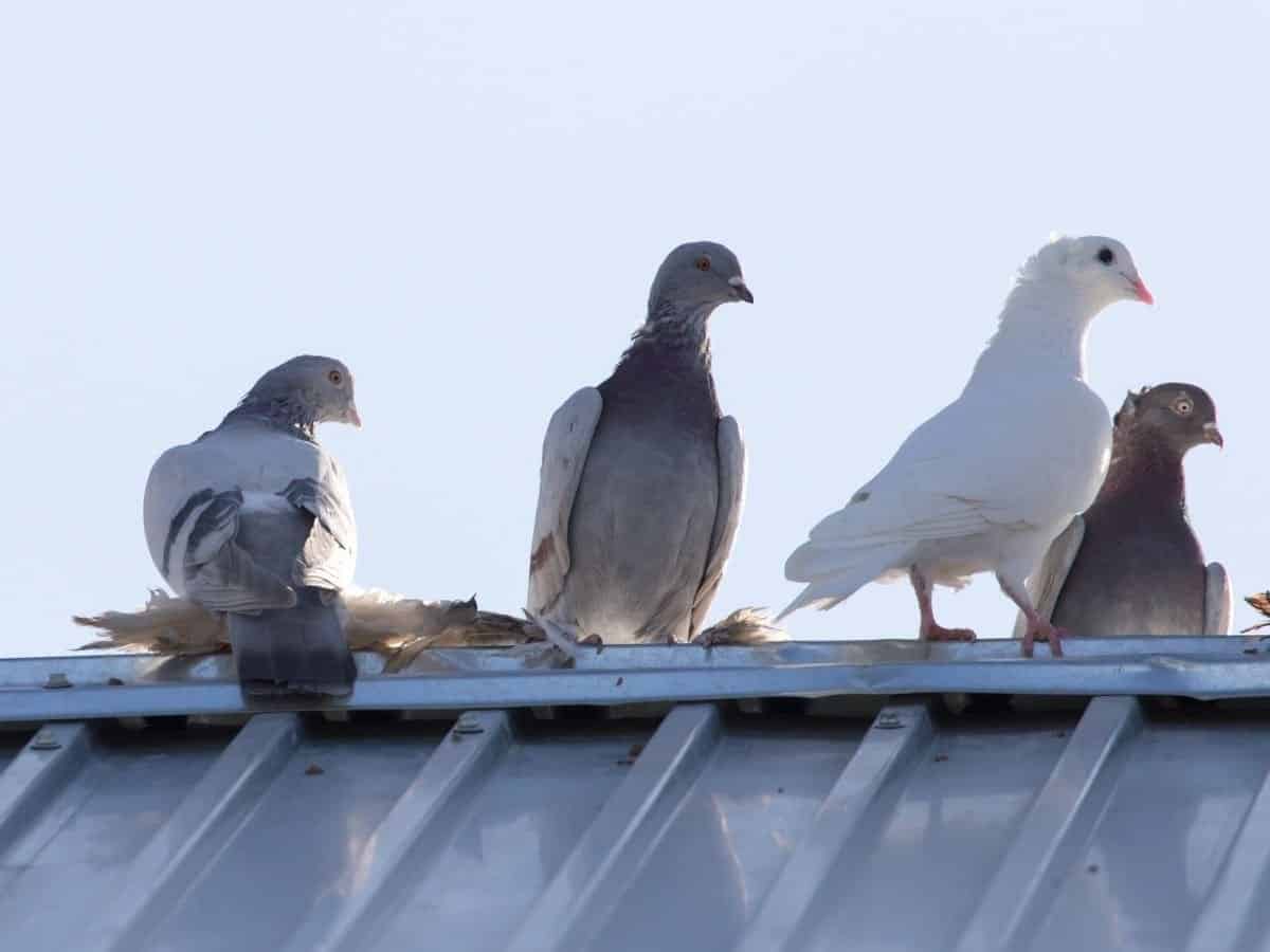 Affordable Pigeon Control Paradise Valley, AZ