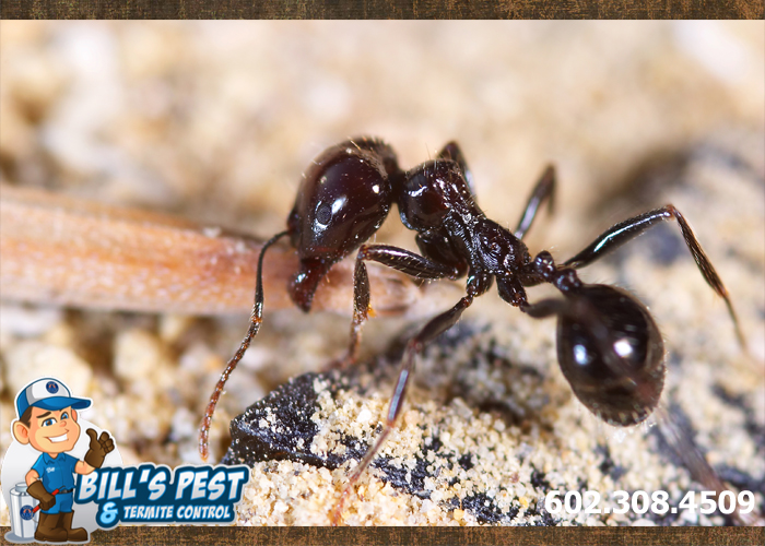 Piss Ants AKA Rover Ants