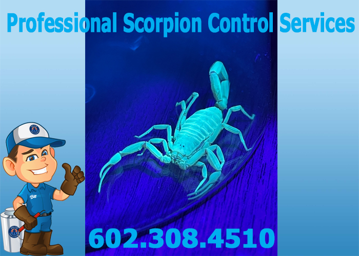 Professional Scorpion Control Services vs. DIY Methods in Phoenix AZ