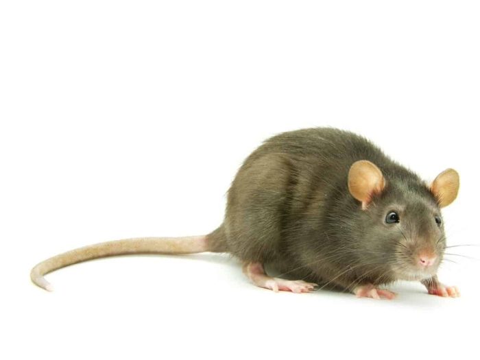 Best Rodent Control Avondale AZ - Affordable Rat Exterminator Avondale AZ Services