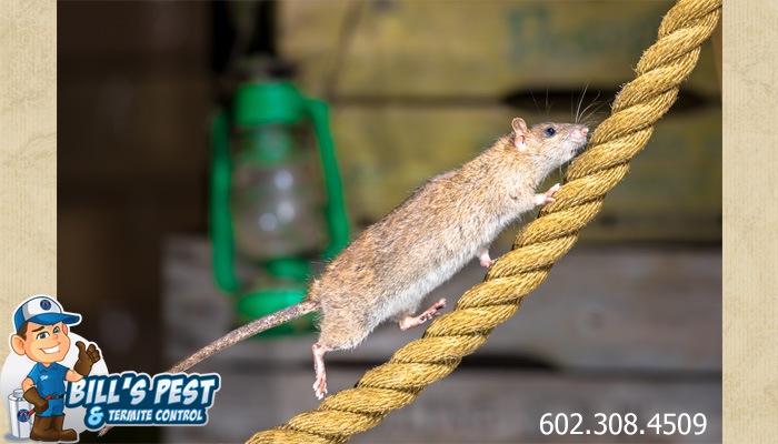 Rodent Control Chandler Az | Best Chandler Rat Exterminator