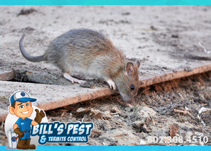Rodent Control Goodyear Az | Best Rat Exterminator Service