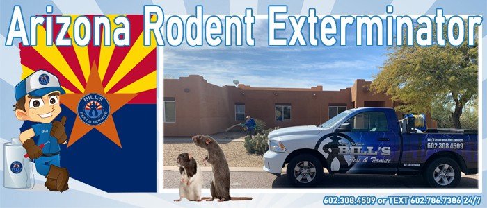 Best Rodent Control Services - Bills Pest Termite Control