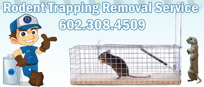Rodent Removal Desert Hills Az - Humane Trapping and Removal Services