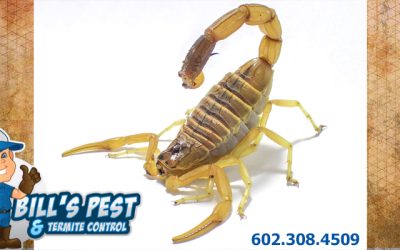 Scorpion Repellents: Busting Myths and Offering Solutions