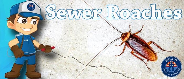 Sewer Roaches Phoenix Az | Best Sewer Roach Exterminator