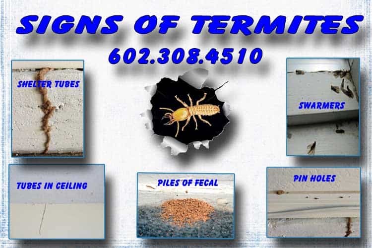 Signs of termites in Phoenix, Az