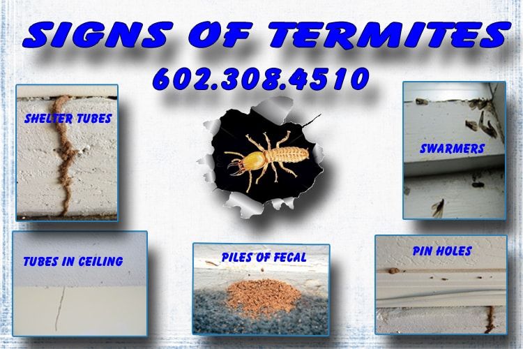 Signs of termites to help you know how do I tell if I have termites