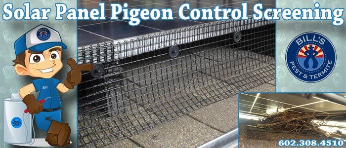Solar panel pigeon control screening