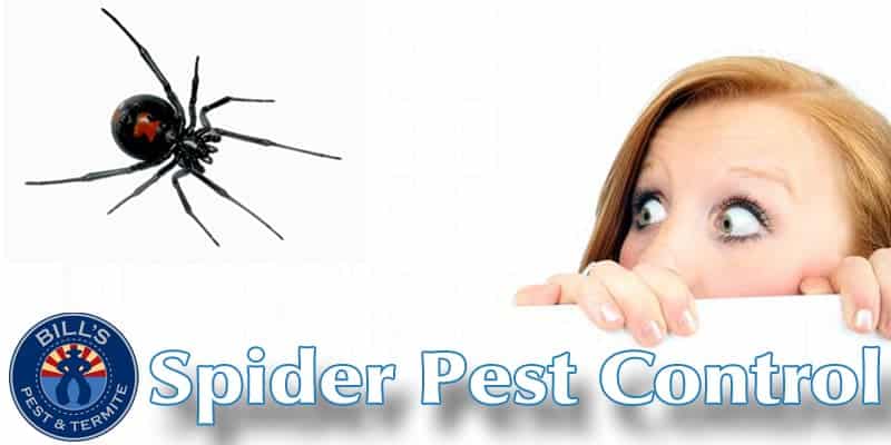 Best Spider Exterminator Phoenix AZ