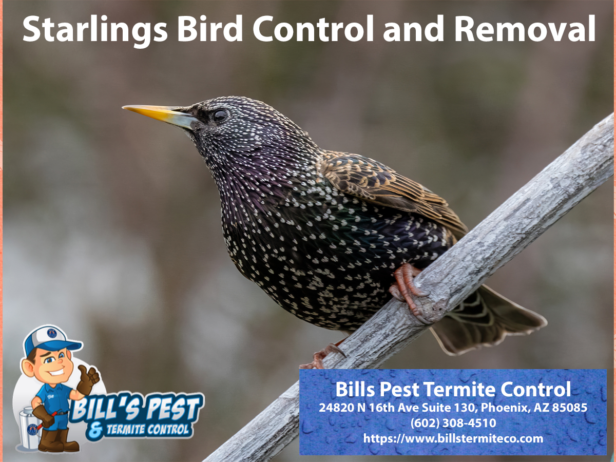Starlings Bird Control and Removal Phoenix Arizona