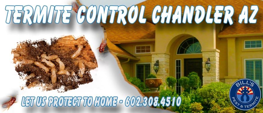 Expert Termite Control Chandler Az Services