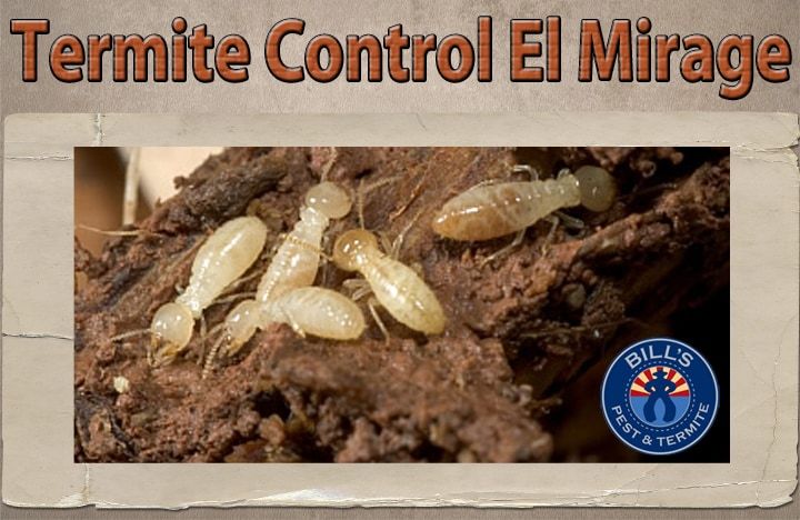 Best Termite Control El Mirage AZ