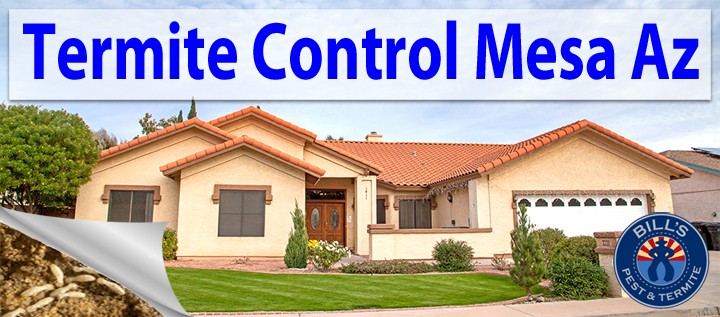 Affordable Termite Control Mesa Az Services