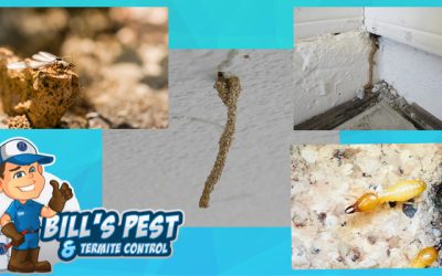 Termite Droppings and Detection Guide