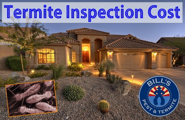 Termite Inspection Cost