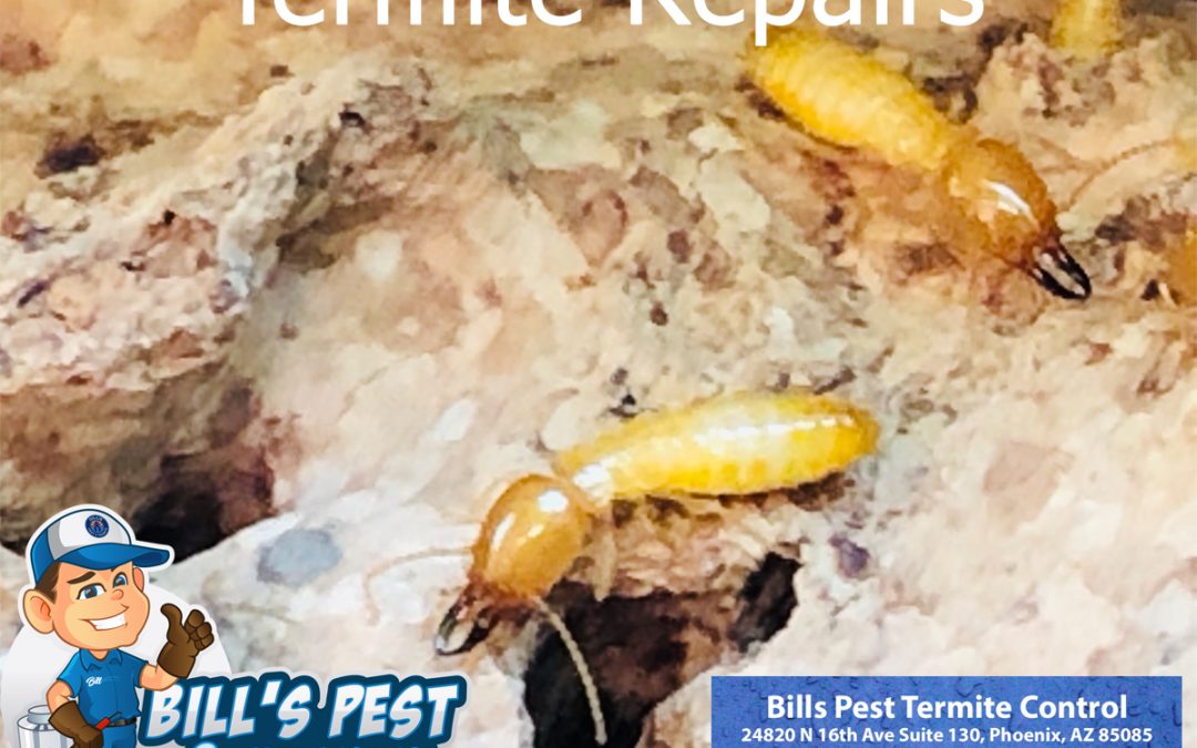 Termite Repairs in Arizona | Bills Pest Termite Control
