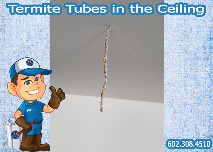 Termite Tubes in the Ceiling: Uncovering the Hidden Threat