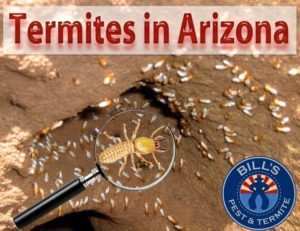 Termites in Arizona