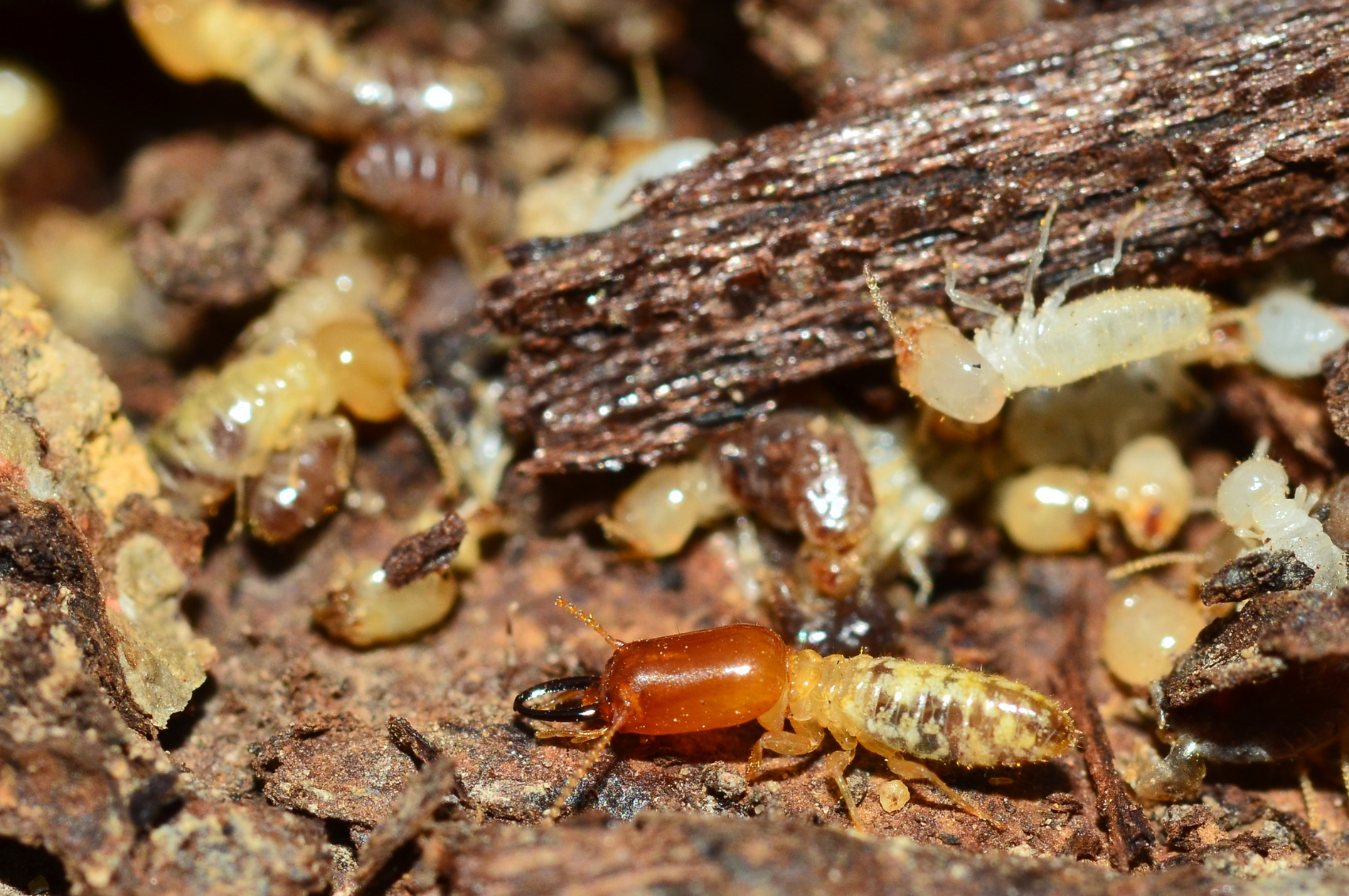 Termites are common winter pests that are destructive