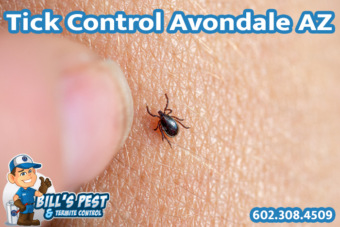Tick Control Avondale AZ | Best Tick Removal Avondale AZ Services
