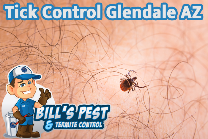 Tick Control Glendale Az | Best Glendale Tick Removal