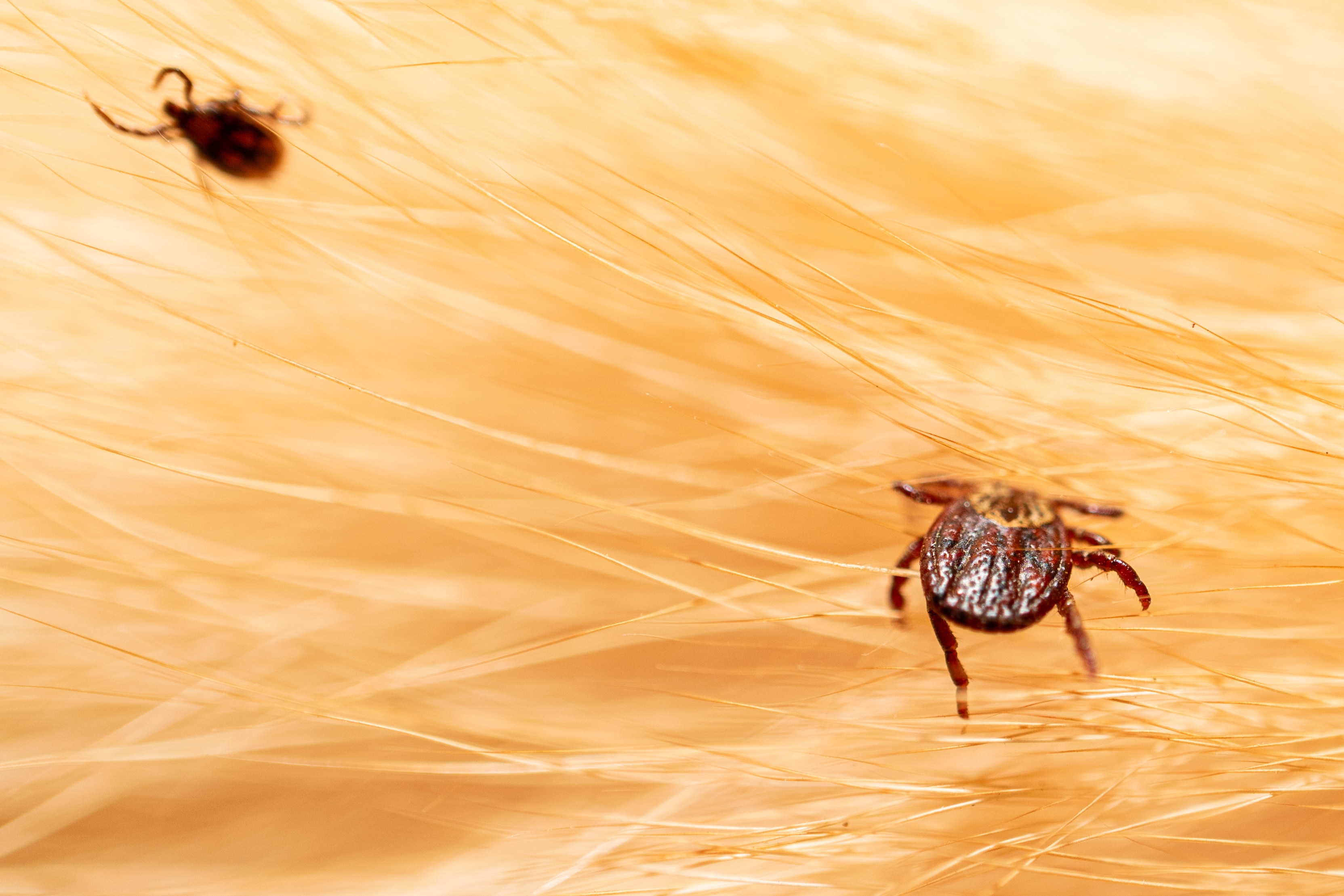 Tick Pest Control Scottsdale Az | Scottsdale Tick Control Exterminator