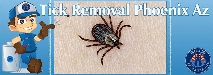 Tick Removal Phoenix Az and Phoenix Tick Exterminator