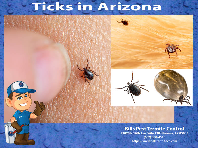 Ticks in Arizona: All You Need to Know