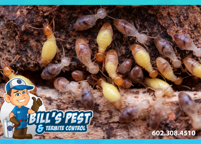 Tu Mejor Control de Termitas en Phoenix: Bills Pest Termite Control