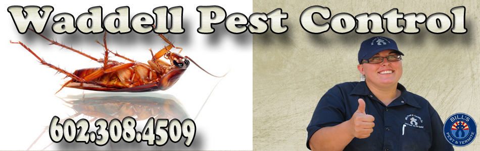 Waddell Pest Control Service | Termite Control Waddell AZ