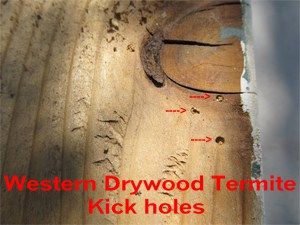 Western Drywood Termites Kick hole