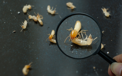 What Are Termites? Call Bill’s Pest Termite Control Today!