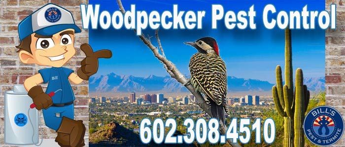 Woodpecker Pest Control in Phoenix Az
