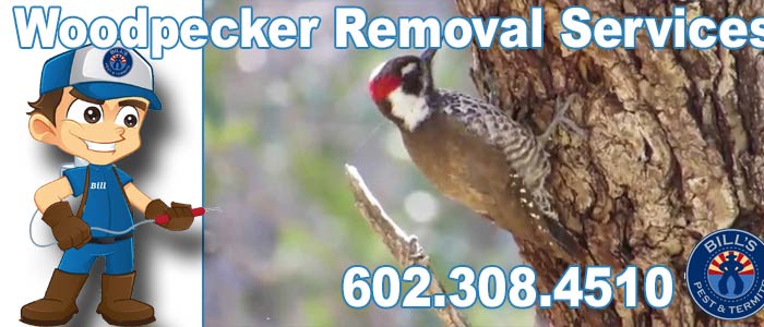 Woodpecker Removal Services Phoenix Az