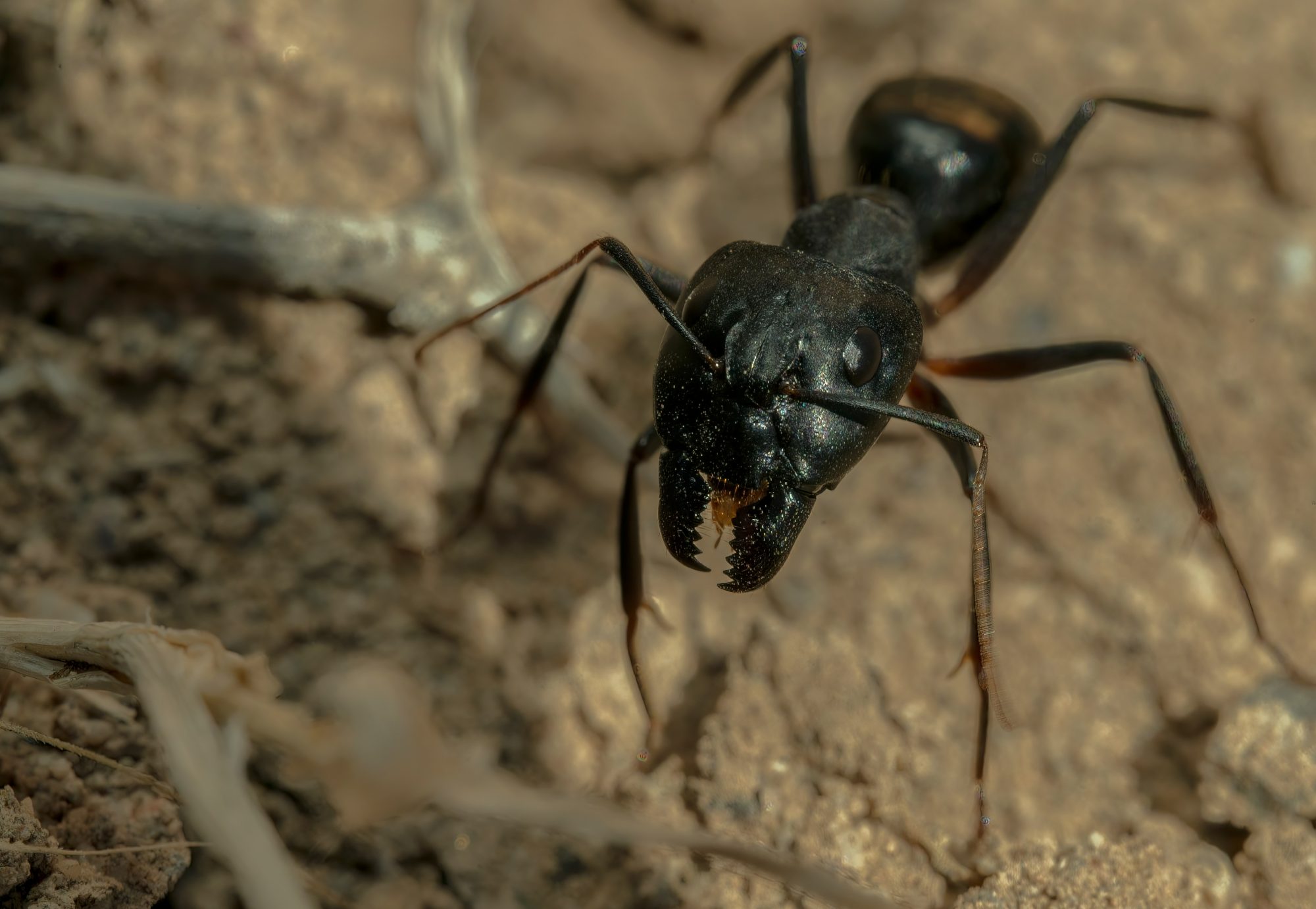 5 Common Ant Species in Arizona