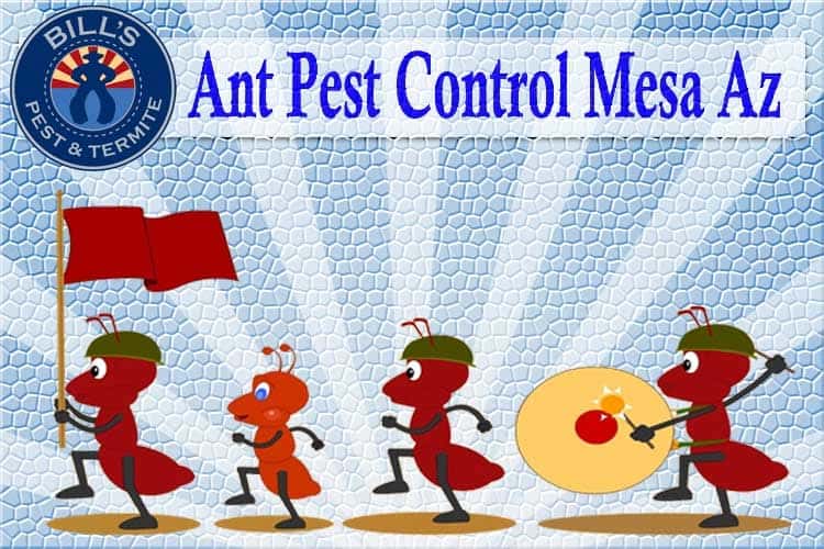 Best Ant Control Mesa Az | Mesa Ant Exterminator