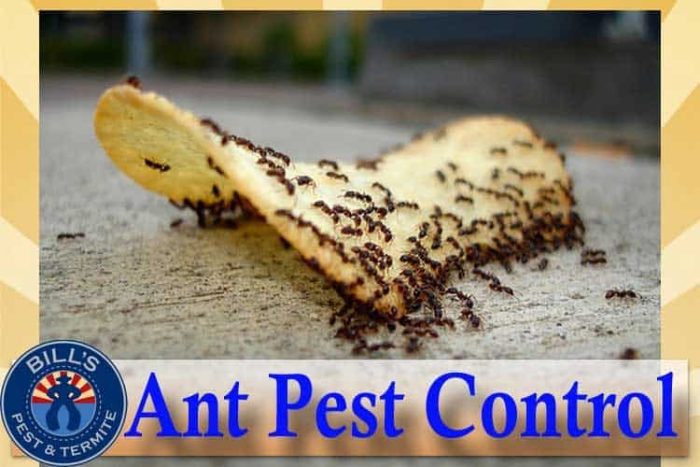 Best Ant Pest Control Phoenix Az – Phoenix Ant Exterminator