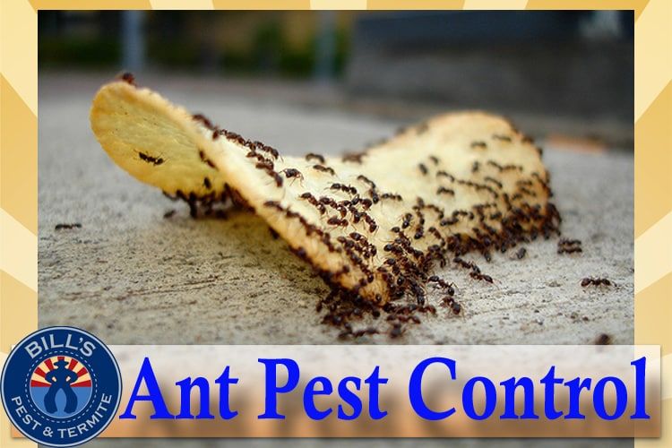 ant pest control phoenix az