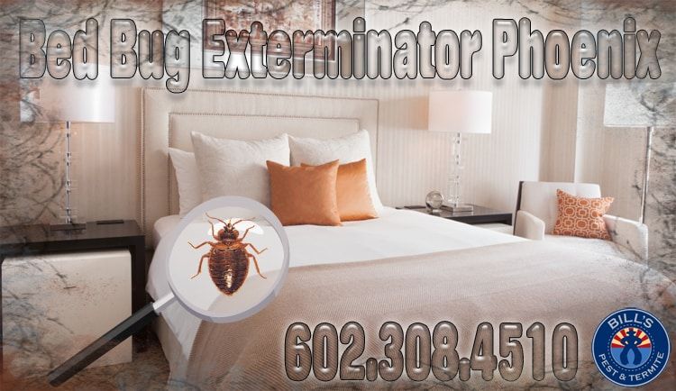bed bug exterminator phoenix